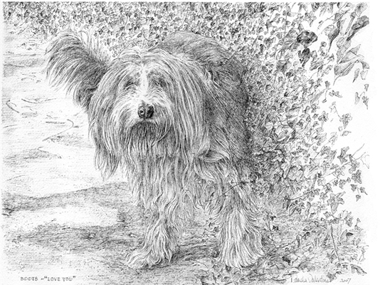 Commissioned pen and inks illustration of a very loved Old English sheep dog against holly and ivy hedge