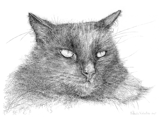 Commissioned Pen and ink illustration of Long haired black cat capturing its superior attitude
