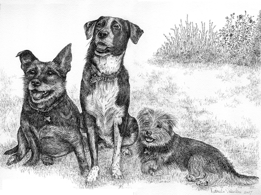 Commissioned Pen and ink illustration, Pet portrait, part of the family