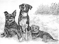 Commissioned Pen and ink illustration, Pet portrait, part of the family