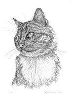 Pen and ink illustration of A happy tabby cat