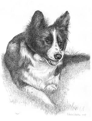 Pen and ink illustration of Border Collie Dog