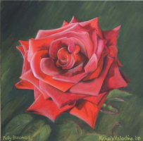 "Rose fuly bloomed" Acrylic Painting on 12" x 12" Canvas FOR SALE